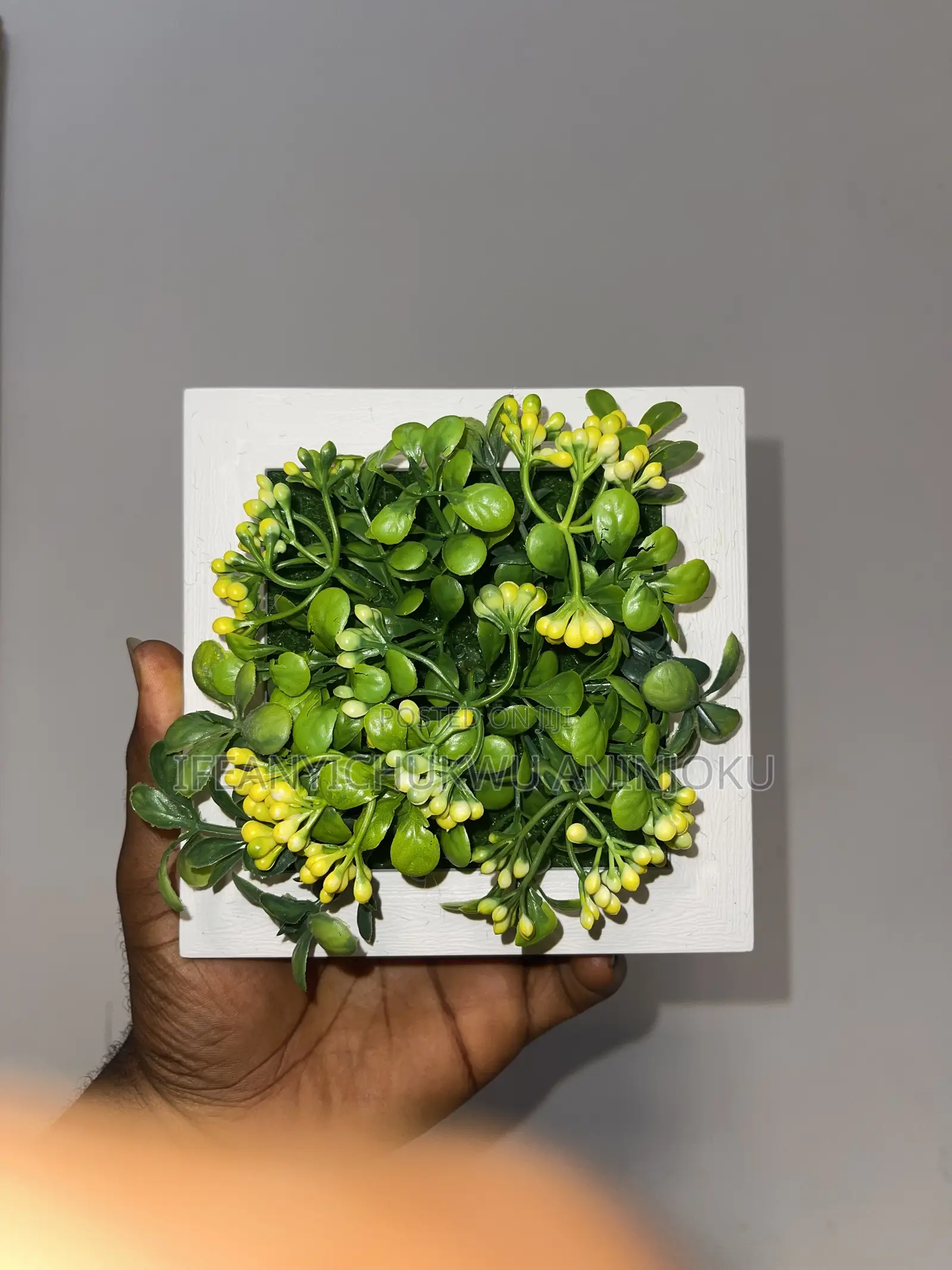 Wall Flower