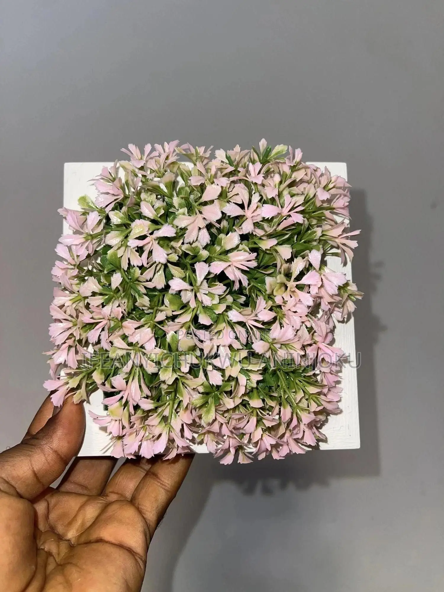 Wall Flower