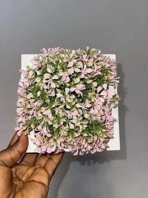 Wall Flower