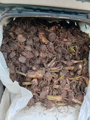 Plantain Suckers