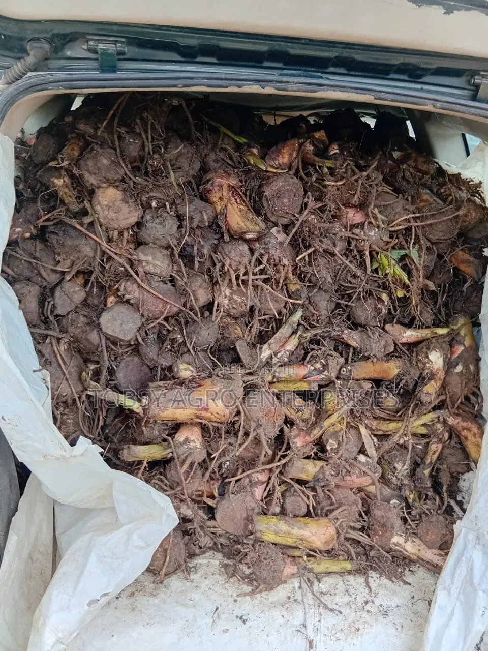Plantain Suckers