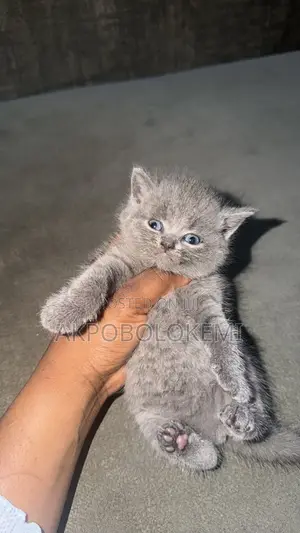 1-3 months Female Purebred British Shorthair