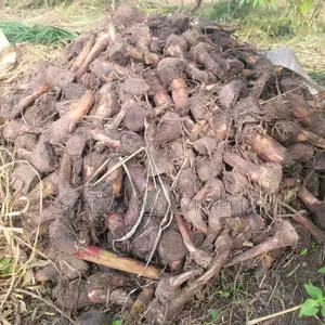 Hybrid Plantain Suckers