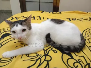 6-12 months Male Mixed Breed American Shorthair