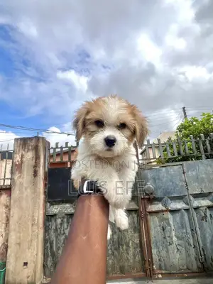 1-3 months Male Purebred Lhasa Apso