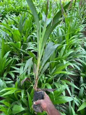 Hybrid Tenera Oil Palm Seedlings