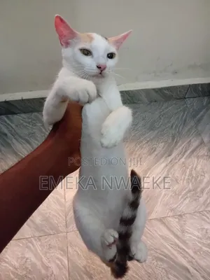 6-12 months Female Mixed Breed American Shorthair