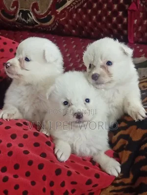 1-3 months Female Purebred American Eskimo