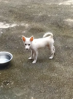 1-3 months Female Purebred American Eskimo