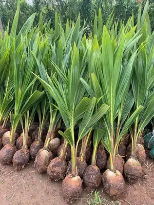 Hybrid Dwarf Coconut Seedlings
