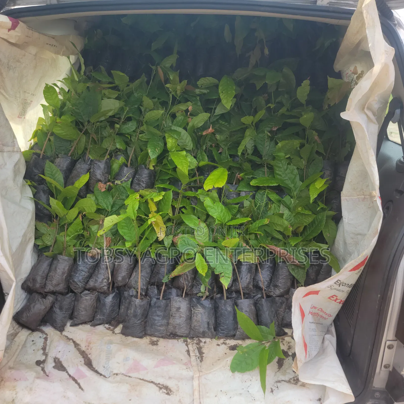 Hybrid Cocoa Seedlings
