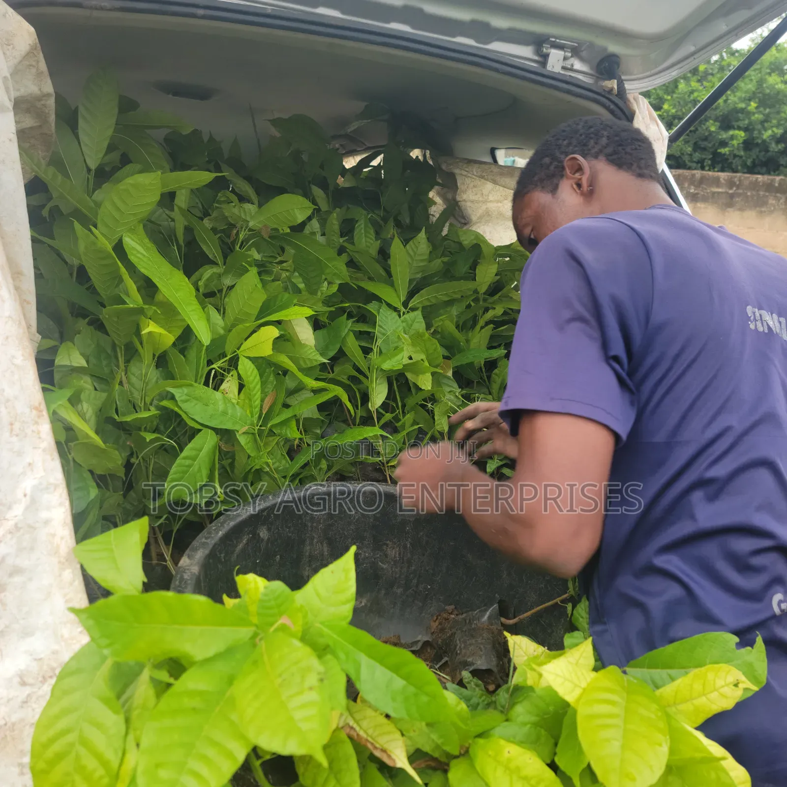 Hybrid Cocoa Seedlings