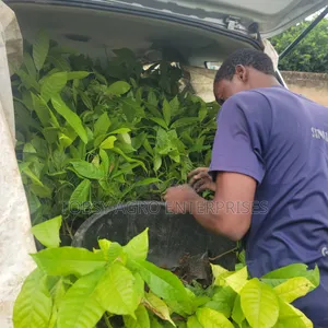 Hybrid Cocoa Seedlings