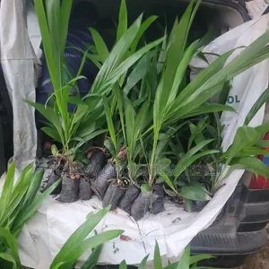 Hybrid Tenera Oil Palm Seedlings