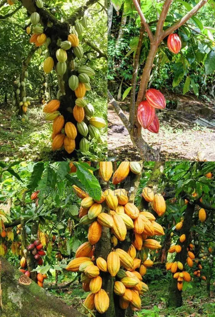 Hybrid Cocoa Pods