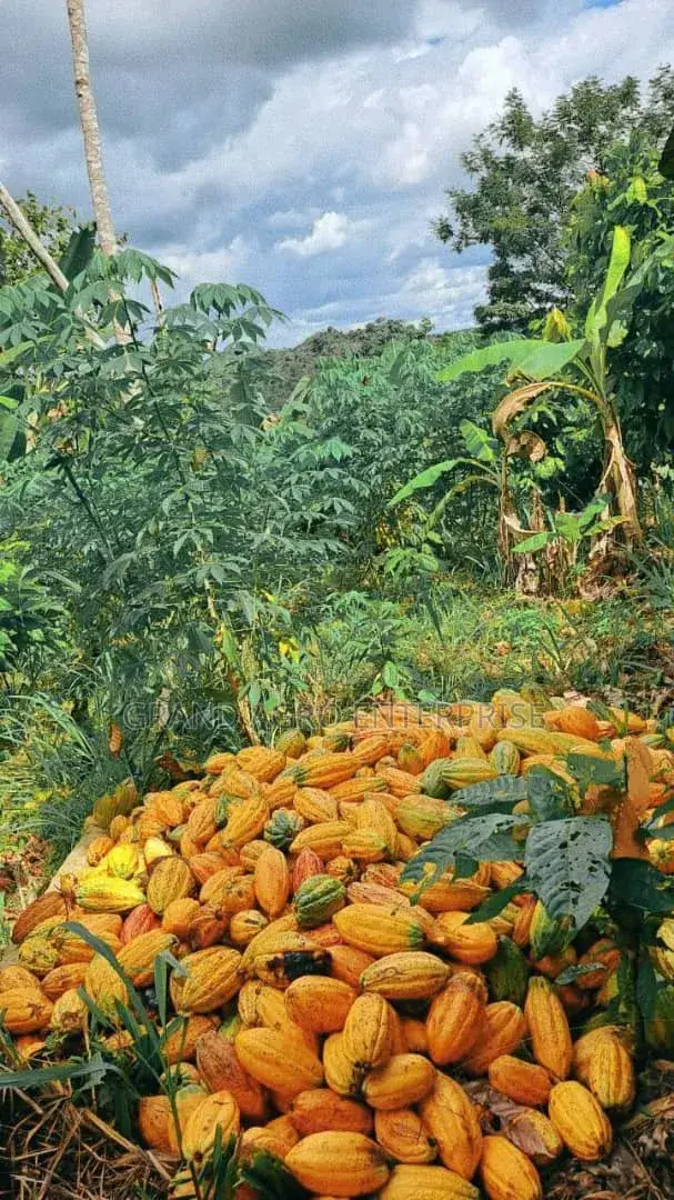 Hybrid Cocoa Pods