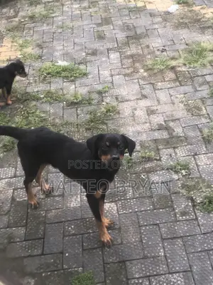 3-6 months Female Purebred Rottweiler