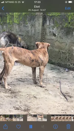 6-12 months Male Purebred Boerboel