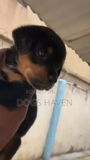 1-3 months Female Purebred Rottweiler