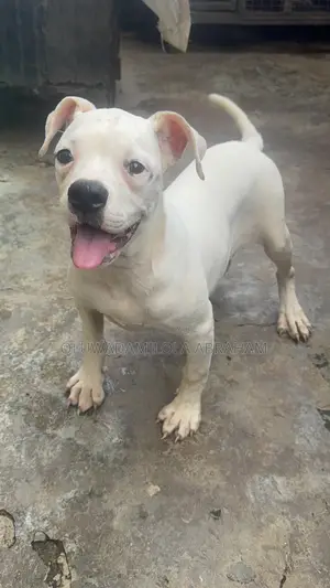 3-6 months Female Purebred American Bulldog