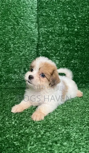 1-3 months Female Purebred Lhasa Apso