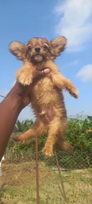 1-3 months Male Purebred Chihuahua