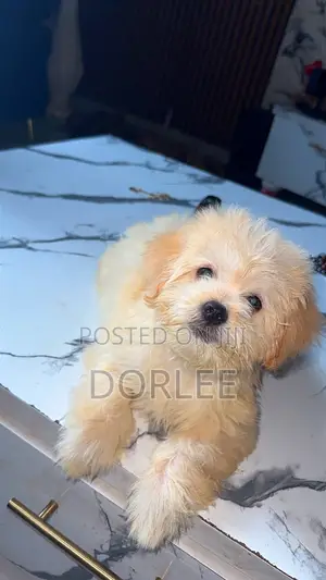 1-3 months Male Purebred Lhasa Apso