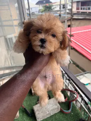 1-3 months Female Purebred Lhasa Apso