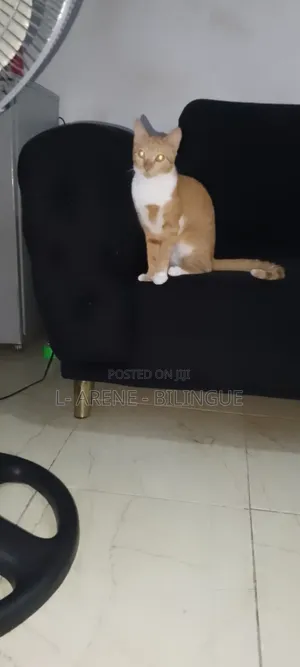 3-6 months Male Purebred Cat