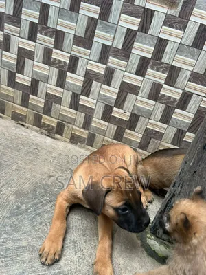 1-3 months Male Purebred Boerboel