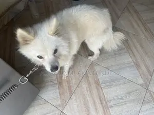 6-12 months Male Purebred American Eskimo