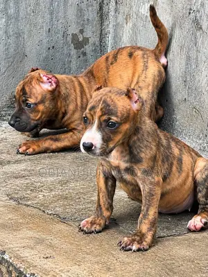 1-3 months Female Purebred American Pit Bull Terrier