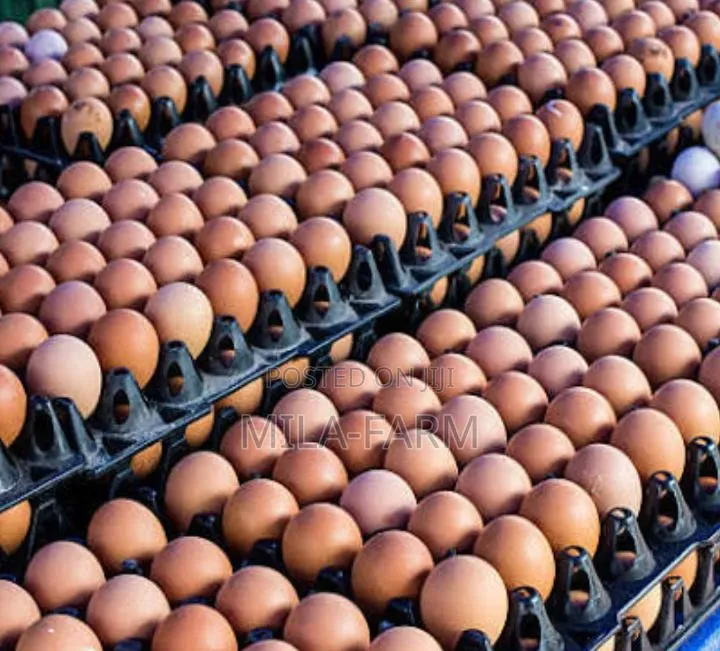 Creates of EGG