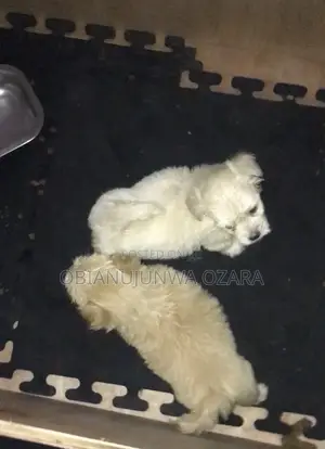1-3 months Female Purebred Lhasa Apso