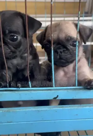 1-3 months Female Purebred Pug