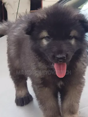 1-3 months Male Purebred Caucasian Shepherd
