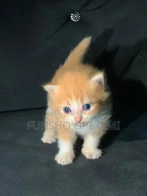 1-3 months Female Purebred Persian