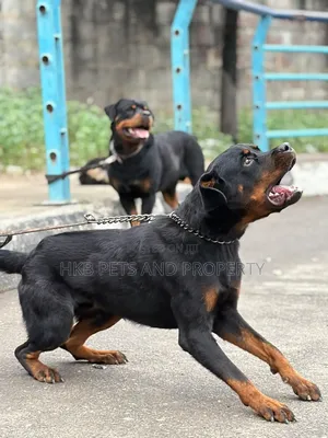 6-12 months Female Purebred Rottweiler