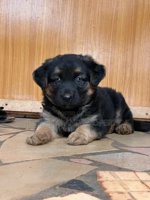 1-3 months Male Purebred German Shepherd
