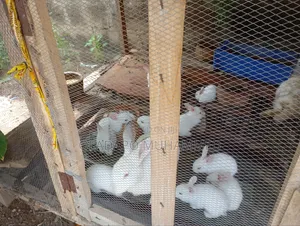 Rabbits (Hyla)