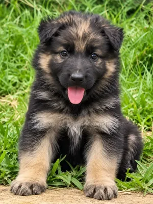 1-3 months Female Purebred German Shepherd