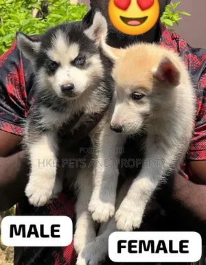 1-3 months Male Purebred Siberian Husky