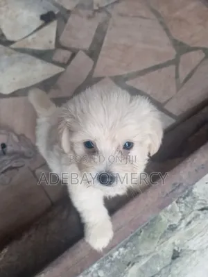 0-1 month Female Purebred Lhasa Apso