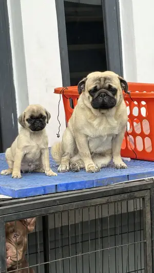 1-3 months Female Purebred Pug