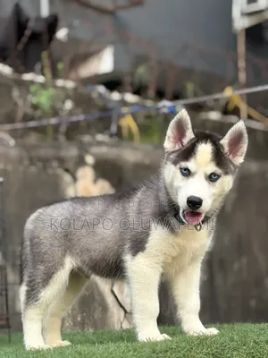 1-3 months Male Purebred Siberian Husky