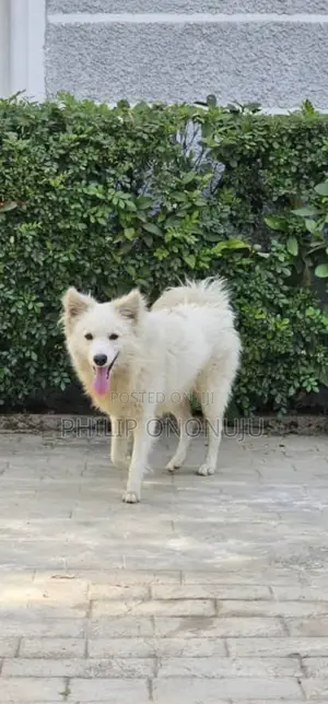 1+ year Male Purebred American Eskimo