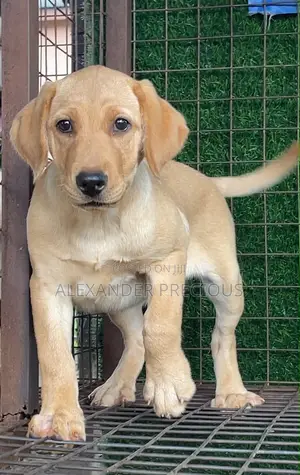 1-3 months Female Purebred Labrador Retriever