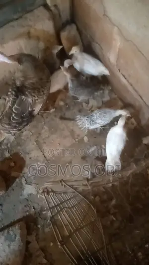 Local Turkey