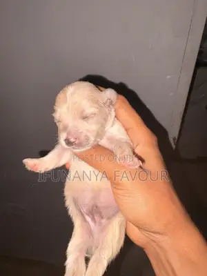 0-1 month Female Purebred Maltese