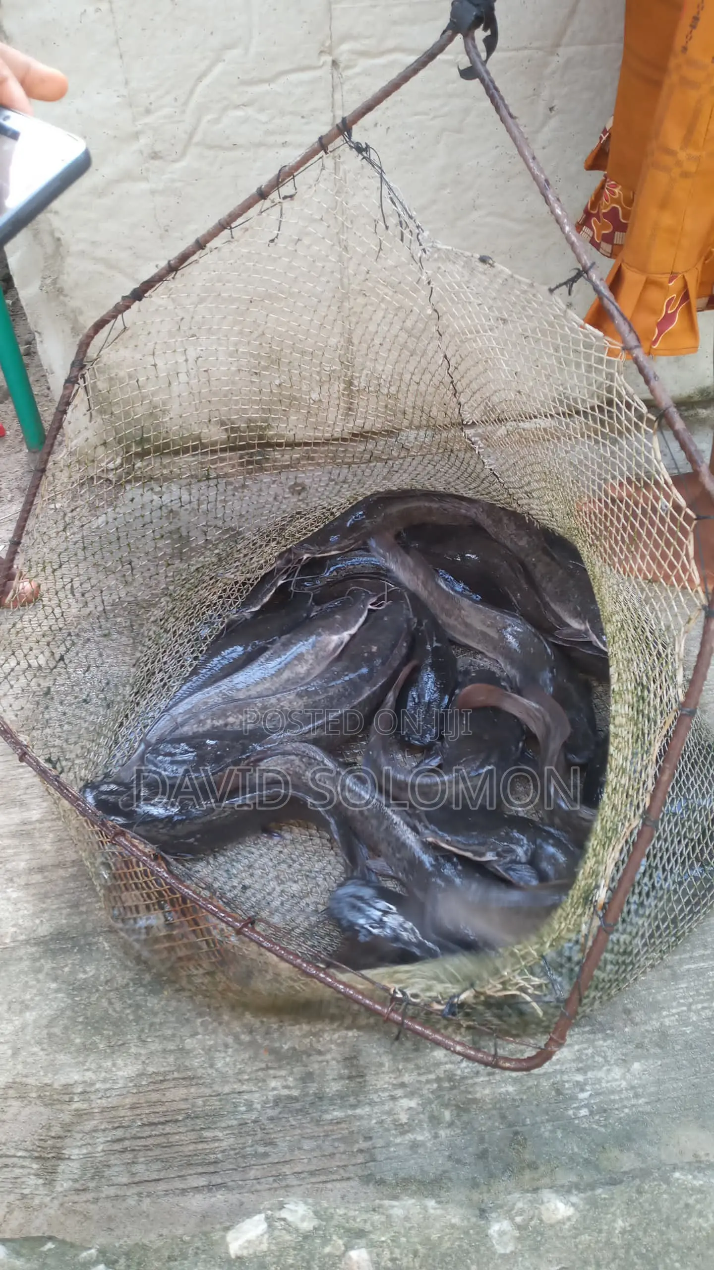 Table Size Catfish